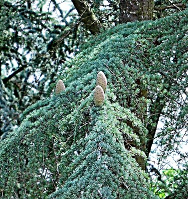 Cedrus atlantica - cedr atlantský - šištice - detail